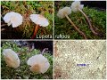 Lepiota rufipes-amf14